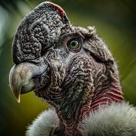 ���� ��������. ����