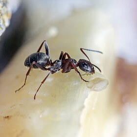 ����. ���� ��������. *****