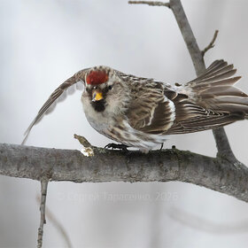 ����. �� �������. �������