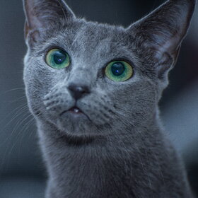 ���� ��������. �������� ��������