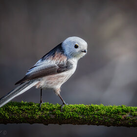 ����. ������������� ������. ����������...