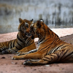 Сиамские тигры