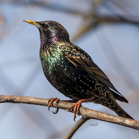 ����. ���� ��������. �������