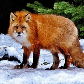 ���� ��������. ����������