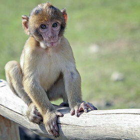Makaken Baby