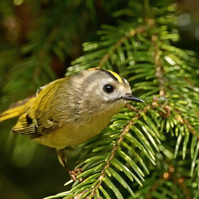 ����. ������ ����������� regulus regulus. ������ ����������� (Regulus regulus)