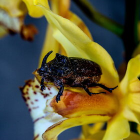 ����� ���� ��������. �������