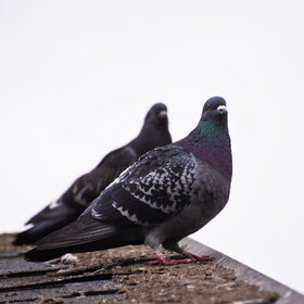 ����� ���� ��������. �����