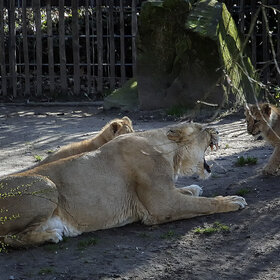 �������� ����