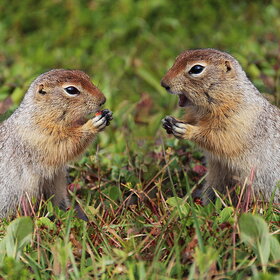 ��������� �������� , ������� .