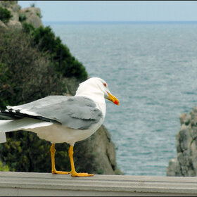 ����� ���� ��������. ������������