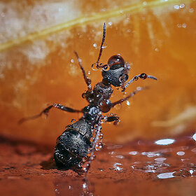 � ���������