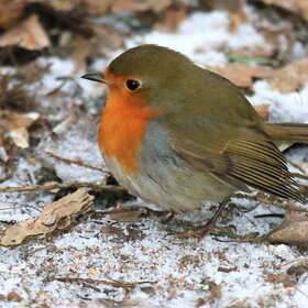 ����. ��������. ���������.