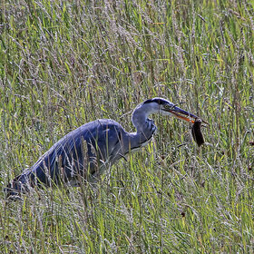 ����. ���� ��������. ����� � �����