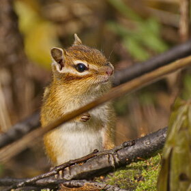 ����� ���� ��������. ���� ��������