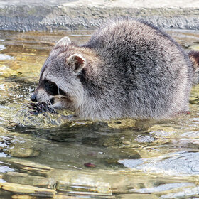 ���� ��������. ��������