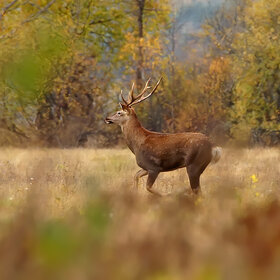   (Cervus elaphus)