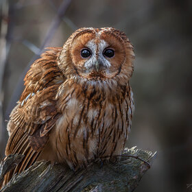 ����. Strix aluco. ����������