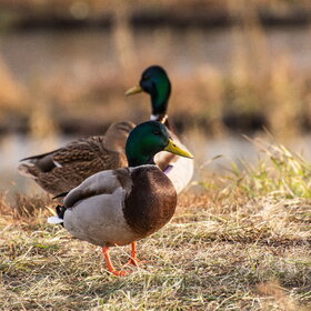 ����. ���� ��������. �����