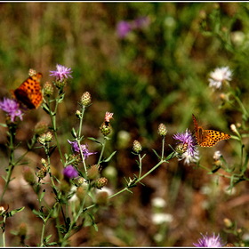 Бабочки на цветах...