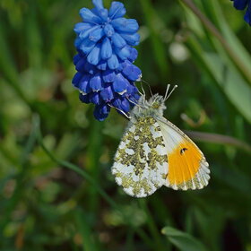 ����. ��� ������ anthocharis cardomines. ������, ��� ������ (Anthocharis cardomines)