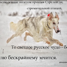 Русская псовая борзая бежит по снегу.