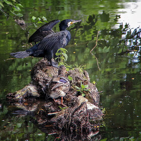 ����. ���� ��������. �� ��������