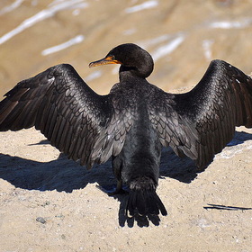 Brandt's cormorant - Phalacrocorax penicillatus -  