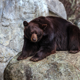 Медведь-гризли
