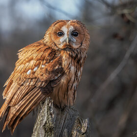 ����. Strix alucotawny owl. �����