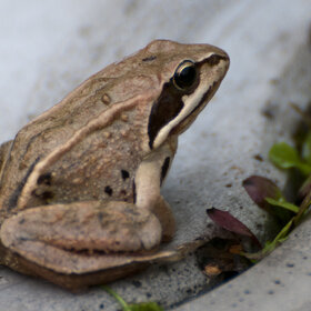 ����. ���� ��������. �������