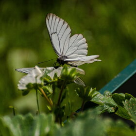 ����. ���� ��������. �������