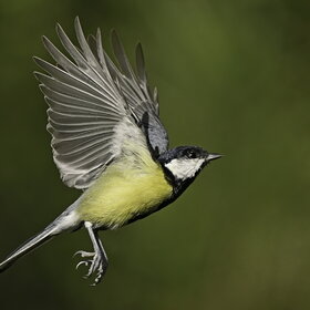   (Parus major)