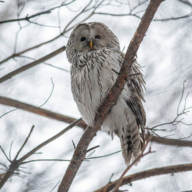 ����. Strix uralensis. ������������� �������