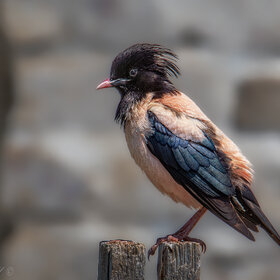 ����. ���������. ��������