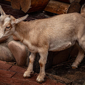 ����. �������. ��������