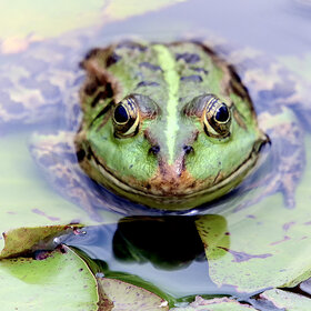 ����. �������. �������