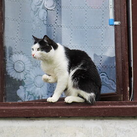 ����� ���� ��������. �����������