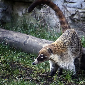 ����. ������������ ������. ������������ ������