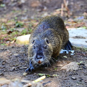 ����. ���� ��������. ������