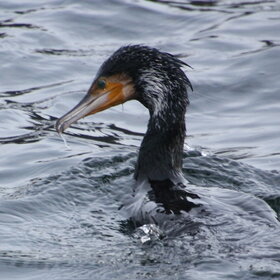 ����. ʸ���. ������