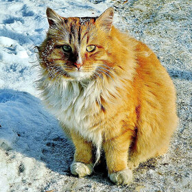 ����� ���� ��������. � ������ �����