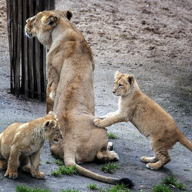 ����� ���� ��������. ���������� ����