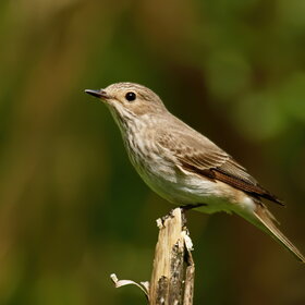   (Muscicapa striata)