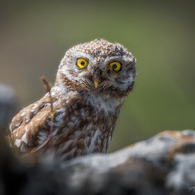 ����. ����. ������