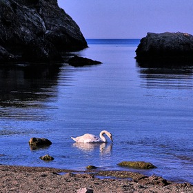 Лебедь и море