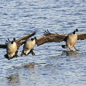 ����. �������. ����