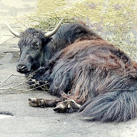 ����. ���� ��������. �� ����� ����������