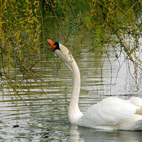 ����. �������. ��� ����