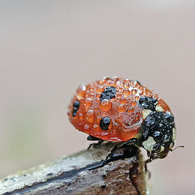 ����. �����. *******